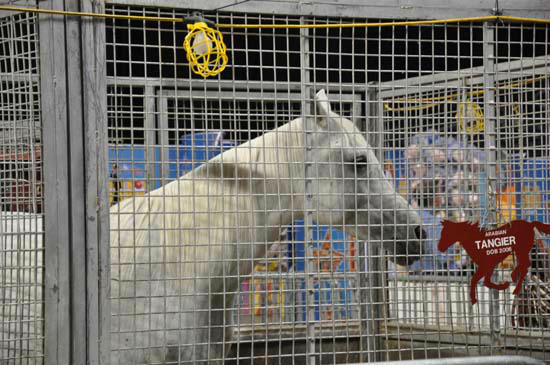 Images from the Ringling Bros. and Barnum and...
